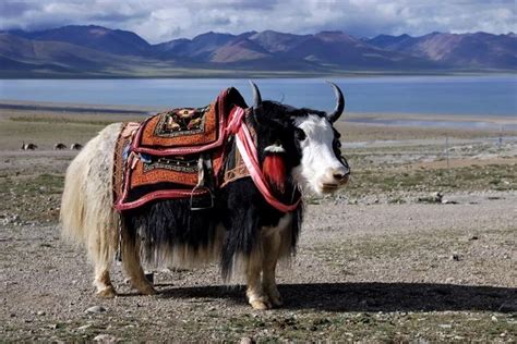 Wild Animals In Tibet Cute Rare And Interesting