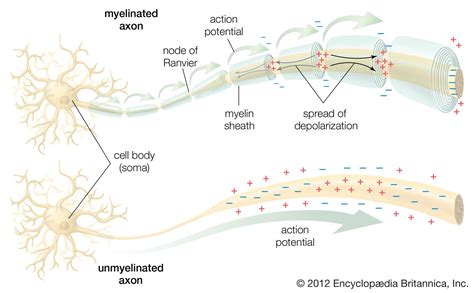 The Structure Of Peripheral Nervous System Myelin She