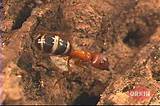 Are Carpenter Ants Red Images