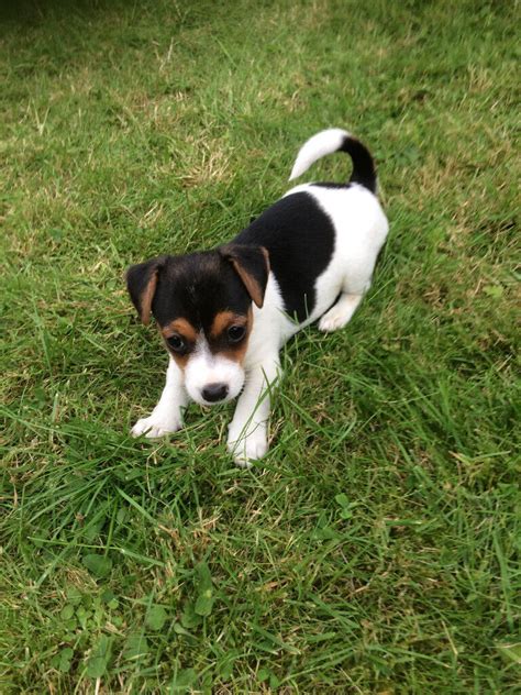 Jack Russell Pups For Sale In Sheffield South Yorkshire Gumtree