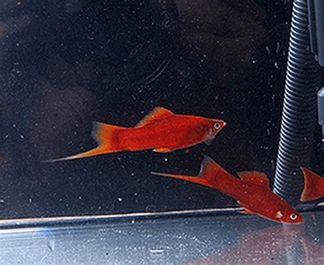 red velvet swordtail xiphophorus hellerii imperial tropicals