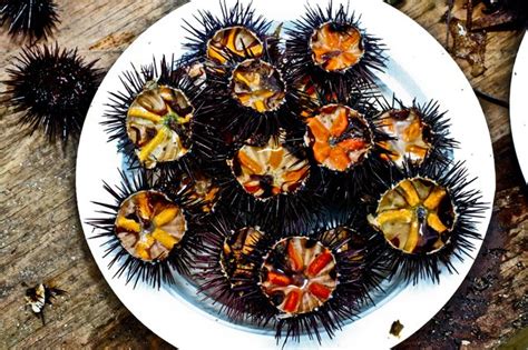 Nutritional Facts Of A Sea Urchin Livestrong