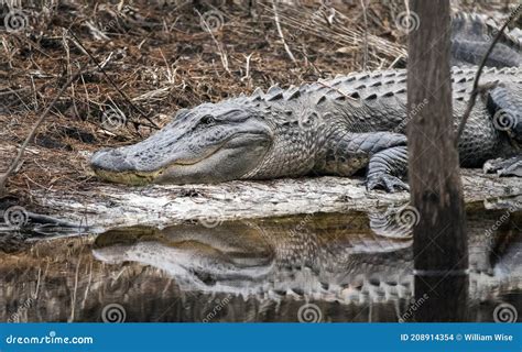 161 American Alligator Suwannee River Georgia Photos Free And Royalty