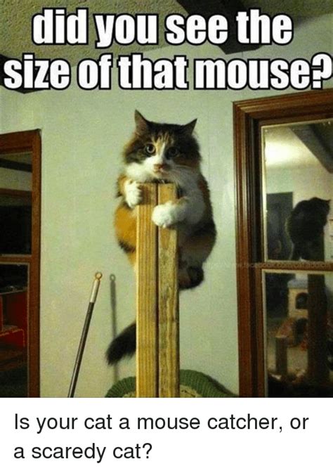Did You See The Size Of That Mouse Is Your Cat A Mouse Catcher Or A