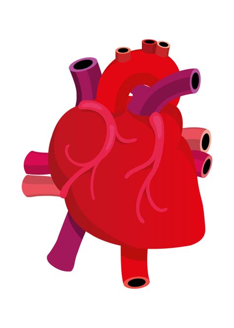 Human Heart Clip Art 10 Free Cliparts Download Images On Clipground 2022