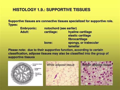 Ppt Histology 19 Supportive Tissues Powerpoint Presentation Free