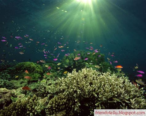 Free Download Ocean Life Wallpapers Marine Life On The Seabed Like Fish