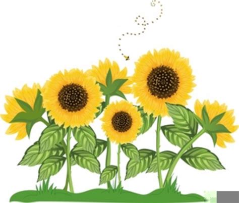 Clipart Free Sunflower Free Images At Vector Clip Art
