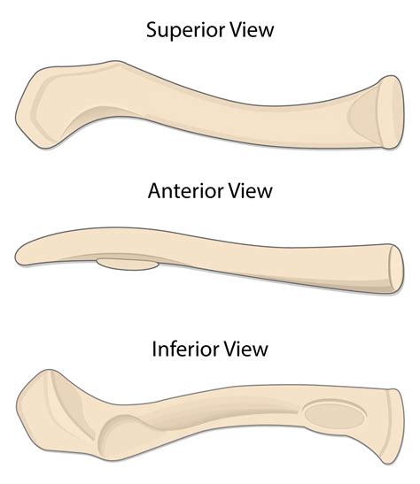 Clavicle Bone Media Human Bio Media