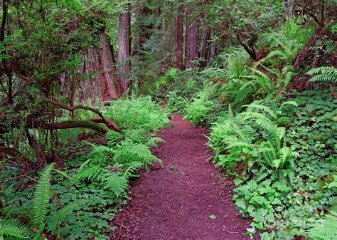 Trillium Falls Trail Leads Through Forest Undergrowth Photograph By