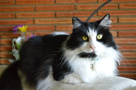 Bicolor Longhair What Might He Be Thecatsite