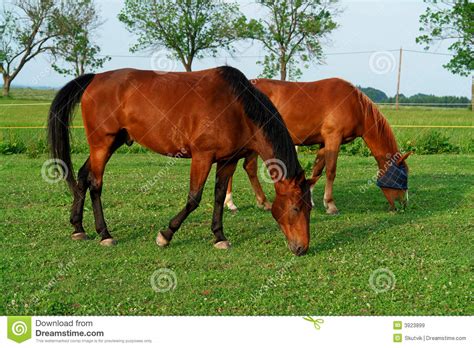 Brown Horses Stock Image Image Of Grass Farm Farming 3923899