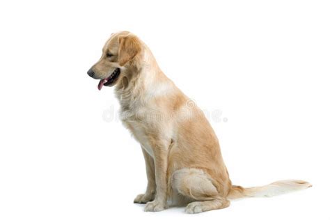 Dog Sitting Stock Photo Image Of Animal Sits White 2866082