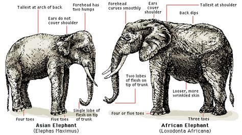 الفرق بين الفيل الهندي والافريقي المرسال