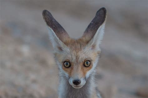 Arabian Red Fox Focusing On Wildlife