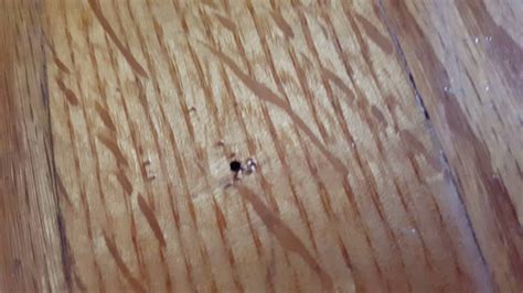 Termite In Action Wood Floors Youtube