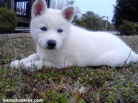White Husky Puppy With Blue Eyes Siberian Husky Puppies For Sale