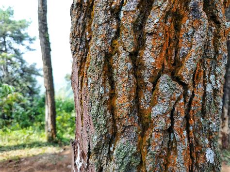 Tree Bark Structure Protection Britannica