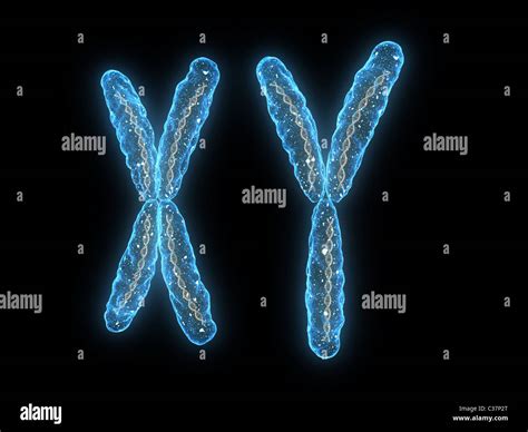 X Chromosome Y Chromosome Stock Photo Alamy