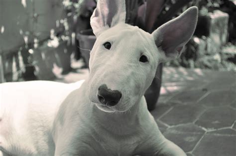 Bull Terrier cute puppy | cute puppy pictures | cute dogs pictures | cute dog pictures | cute ...