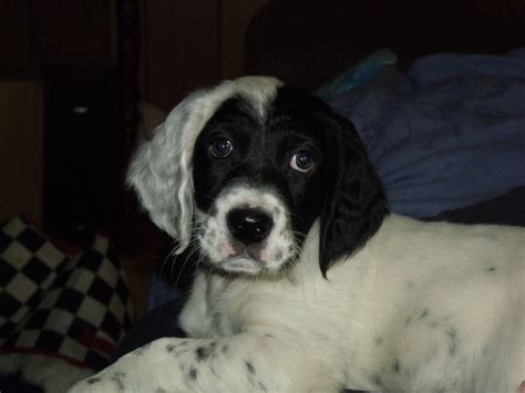 English Setter Puppies For Sale Croswell Mi 265439