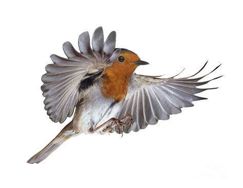 Robin Bird Flying Drawing