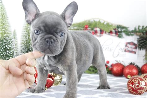 Located outside miami close to west palm beach and fort lauderdale. Dreamy bulldogs available - English/French bulldogs for ...