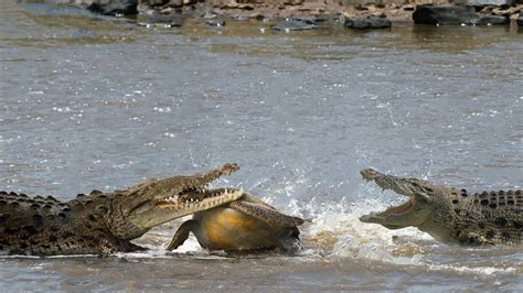 Can Crocodile Attack And Eat Giant Turtle Youtube