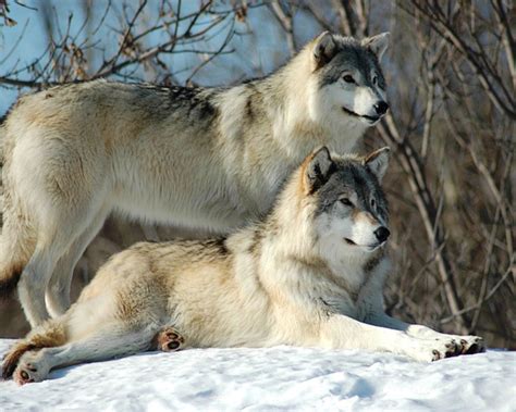 Two Beautiful Wolves In Snow Wolf Photos Wolf Pictures Beautiful