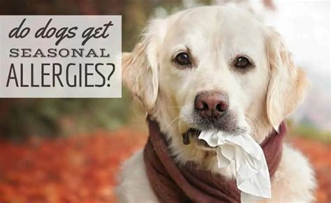Dog Seasonal Allergies Symptoms Treatment And More Canine Journal