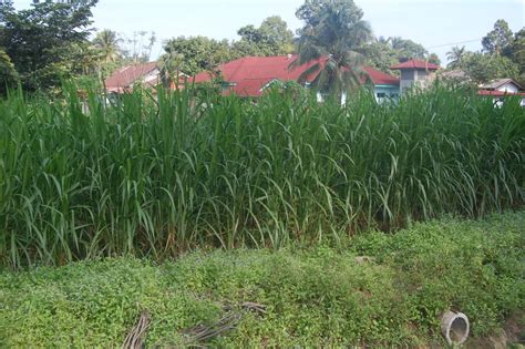 Maka setakat ini sahaja perkongsian ilmu perniagaan santan berdasarkan pengalaman saya sendiri yang sehingga kini masih meneruskan perniagaan santan kelapa yang diberi nama santan hd. Megah: UNTUNG TANAM RUMPUT NAPIER