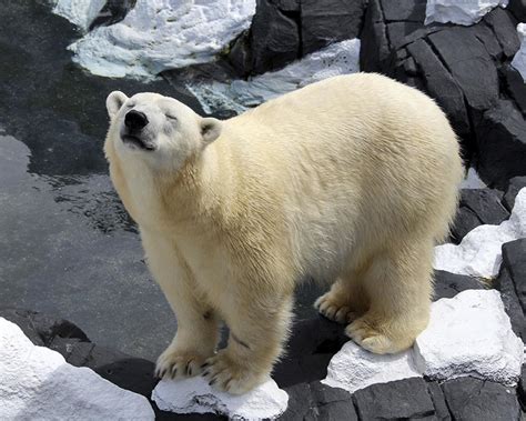 Peta Seaworld Polar Bear Szenja Died Of Broken Heart