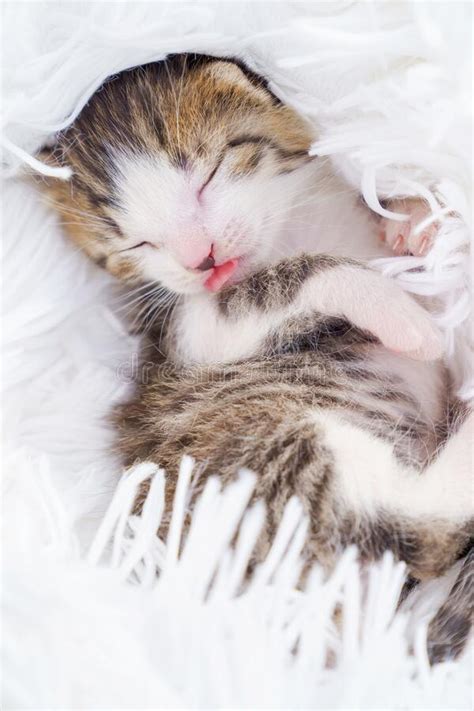 Not every white coating on the tongue is thrush. Little Newborn Kitten With His Tongue Curled Up On A ...