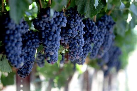 5 Fun Facts About Grapes And Wine Heart Of The Desert Heart Of The Desert