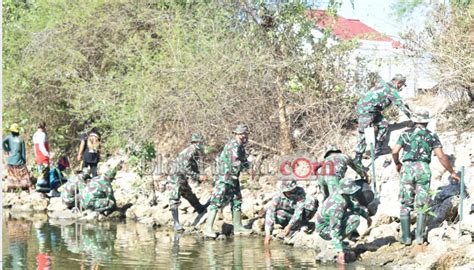 Cegah Abrasi Kodim 0811 Tanam 1000 Tanaman Mangrove Di Keradenan