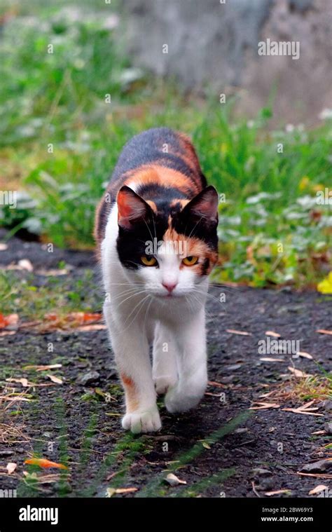 Calico Color Hi Res Stock Photography And Images Alamy