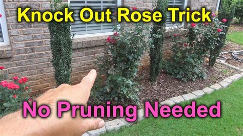 How To Prune Knock Out Rose Roses Falling Over Youtube Knock Out