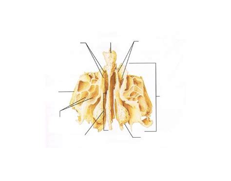 Ethmoid Bone - Anterior View