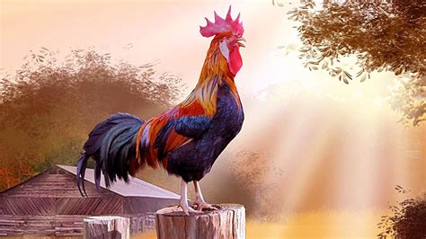 Chicken Wallpapers 64 Images