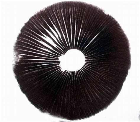 It forms spores that allow it to survive for weeks on fabric. Spore Syringe Vs. Spore Print w/Pic - Mushroom Cultivation ...