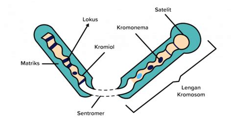 Apa Itu Kromosom Fungsi Letak Struktur Jenis Dan Dilengkapi Riset