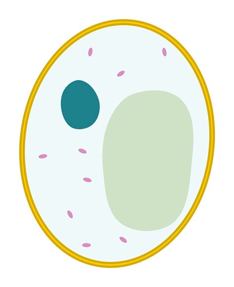 Transparent Ng Body Cell Png Png All