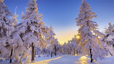 Pine Tree With Snow Hd Wallpaper Wallpaper Flare