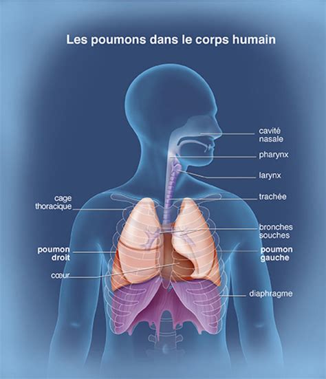 Le Poumon Humain Quelle Fonction Blog Toomed