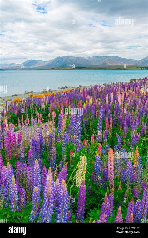 Landscape At Lake Tekapo And Lupin Field In New Zealand Lupin Field At