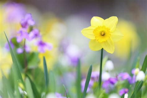 Download Macro Yellow Flower Flower Nature Daffodil Hd Wallpaper