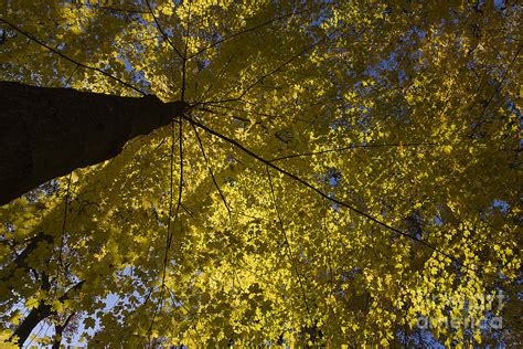 Fall Maple Photograph By Steven Ralser Fine Art America