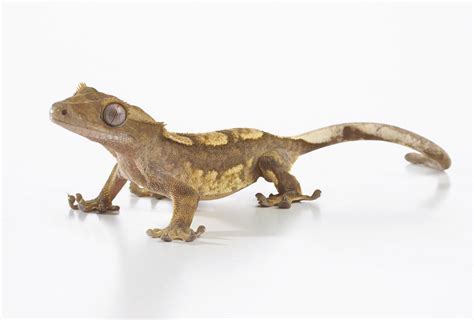 Common Pet Gecko Types For Beginners