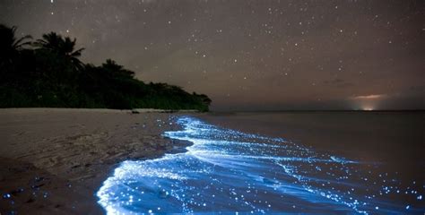 Bioluminescence Kayak Tour In Costa Rica Wanderlustyle Hawaii