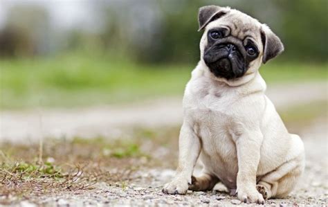 Scientists Have Found The Mutation That Makes Pugs Look